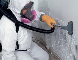 Environmental Consulting for Mold Prevention in Dash Point, WA